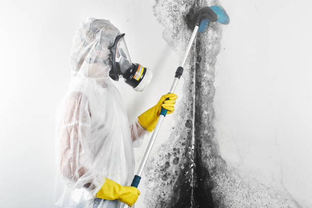 Best Dehumidification Services  in Trenton, IL