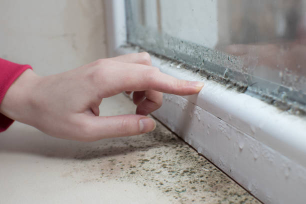  Trenton, IL Mold Removal Pros